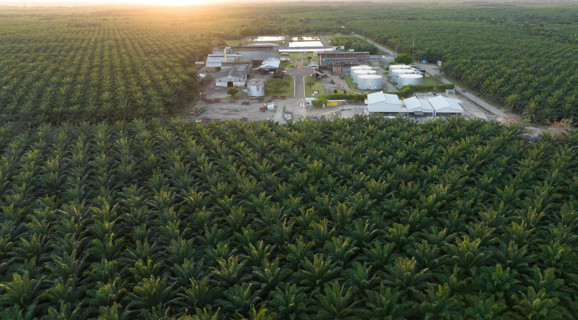 Agroindustrial complex from drone perspective Drone aerial view of agroindustrial complex in Santo Domingo: palm plantations in foreground, industrial facilities with white tanks under golden light.